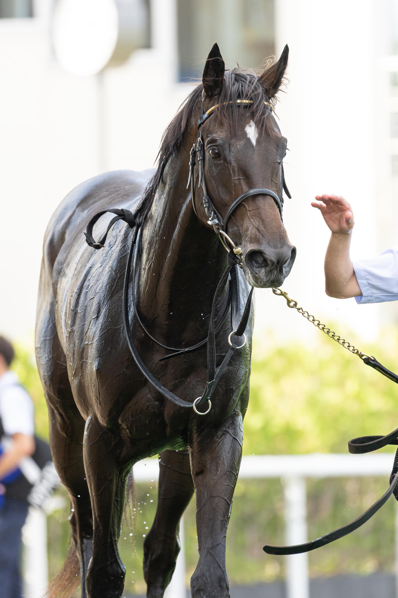 コスモス賞を制したアスクエジンバラ（撮影・村野早祐）