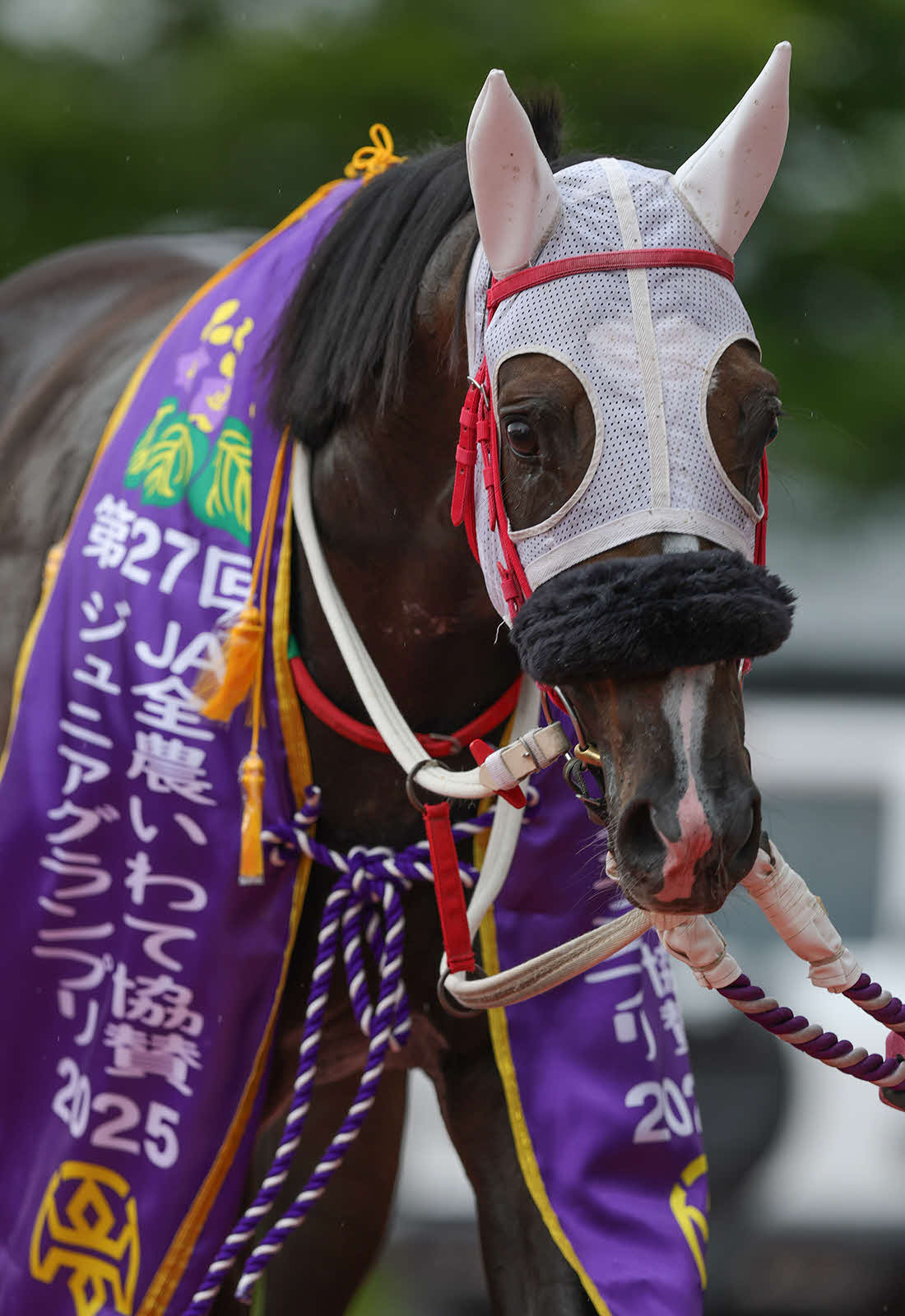 盛岡ジュニアグランプリを制したセイクリスティーナ（写真提供・岩手県競馬組合）