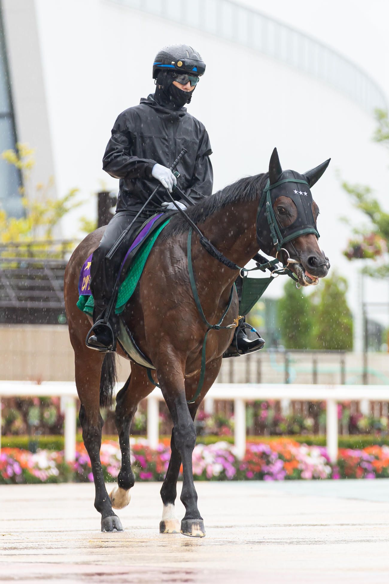 札幌競馬場で調整されるパンジャタワー（撮影・村野早祐）