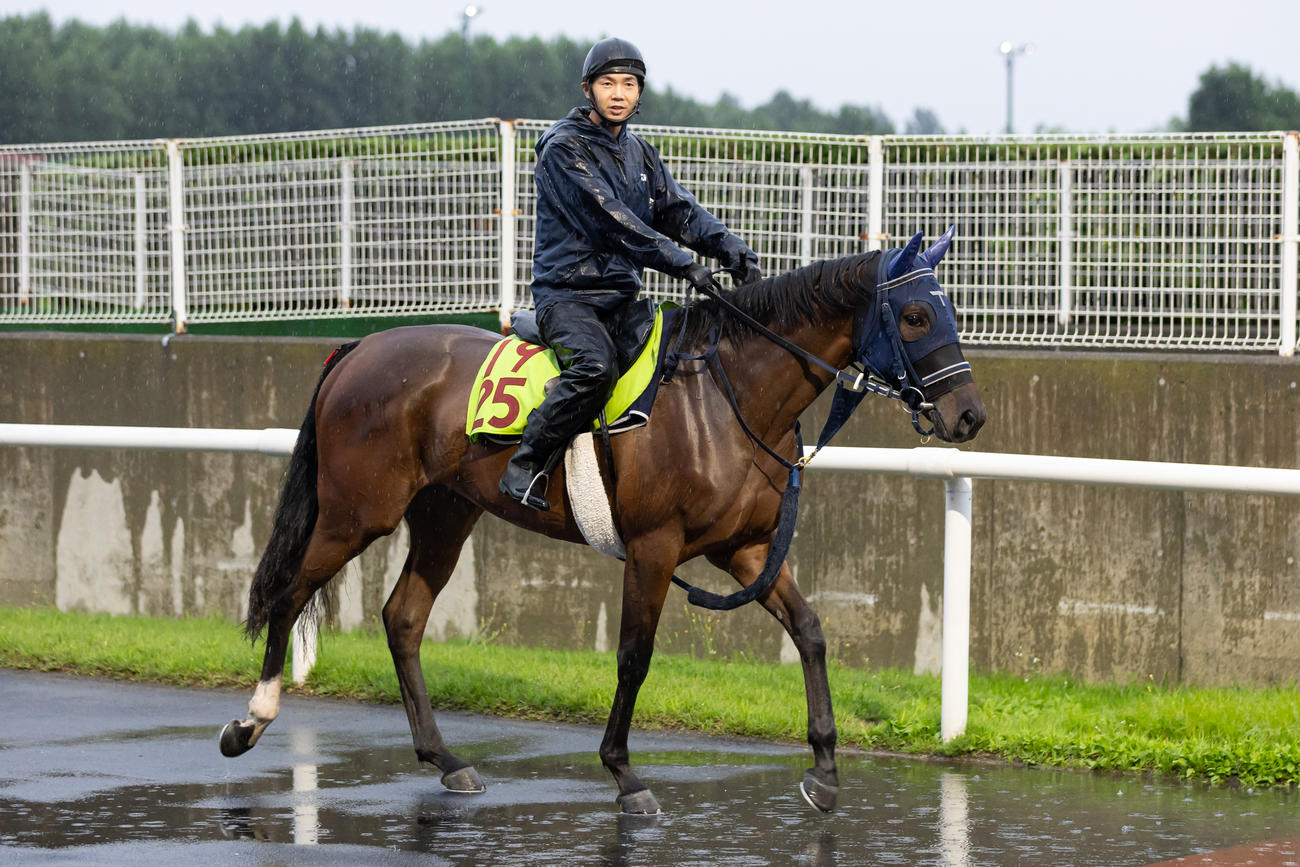 札幌競馬場で調整されるウインベルチェーロ（撮影・村野早祐）