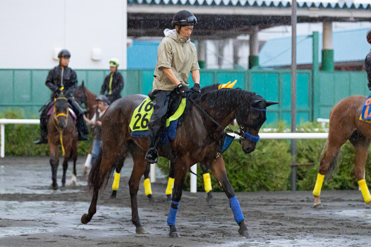 札幌競馬場で調整されるエスカレイト（撮影・村野早祐）