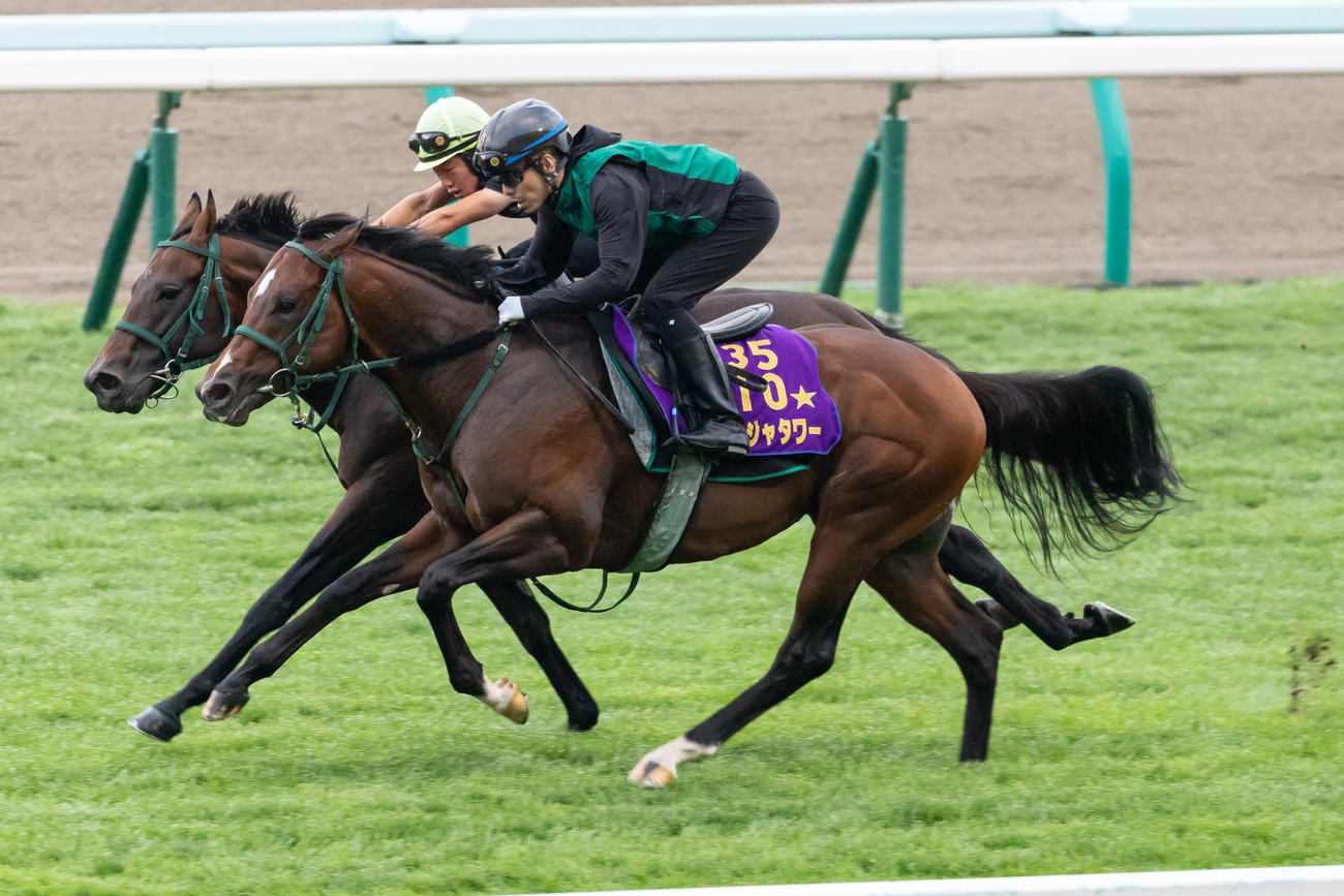 札幌芝コースで併せて追い切られるパンジャタワー（右）（撮影・村野早祐）