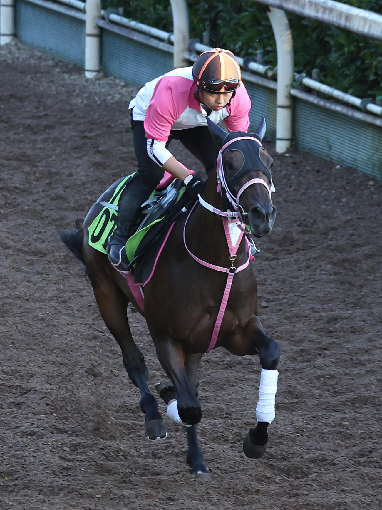 坂路を単走で追い切るタイセイボーグ（撮影・白石智彦）