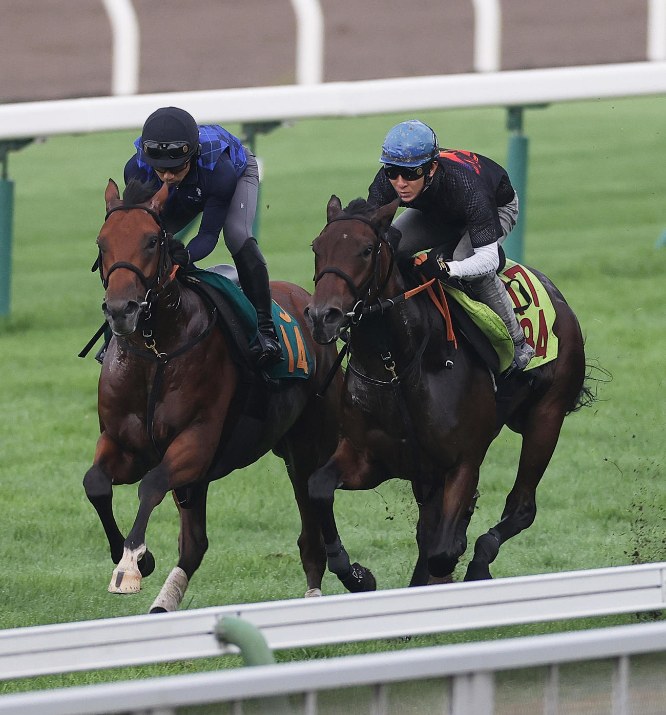 函館芝コースで併せ馬で追い切られる、アンデルストーブ（右）とグリオンヴール