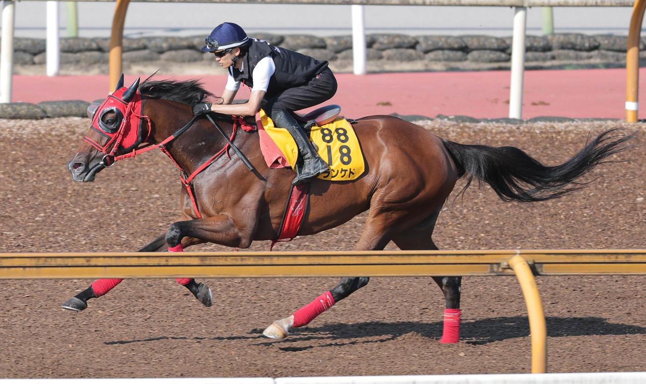 Cウッドを併せ馬で追い切るシランケド