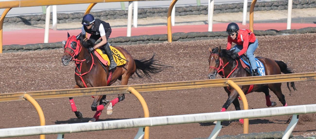 Cウッドを併せ馬で追い切るシランケド（左）
