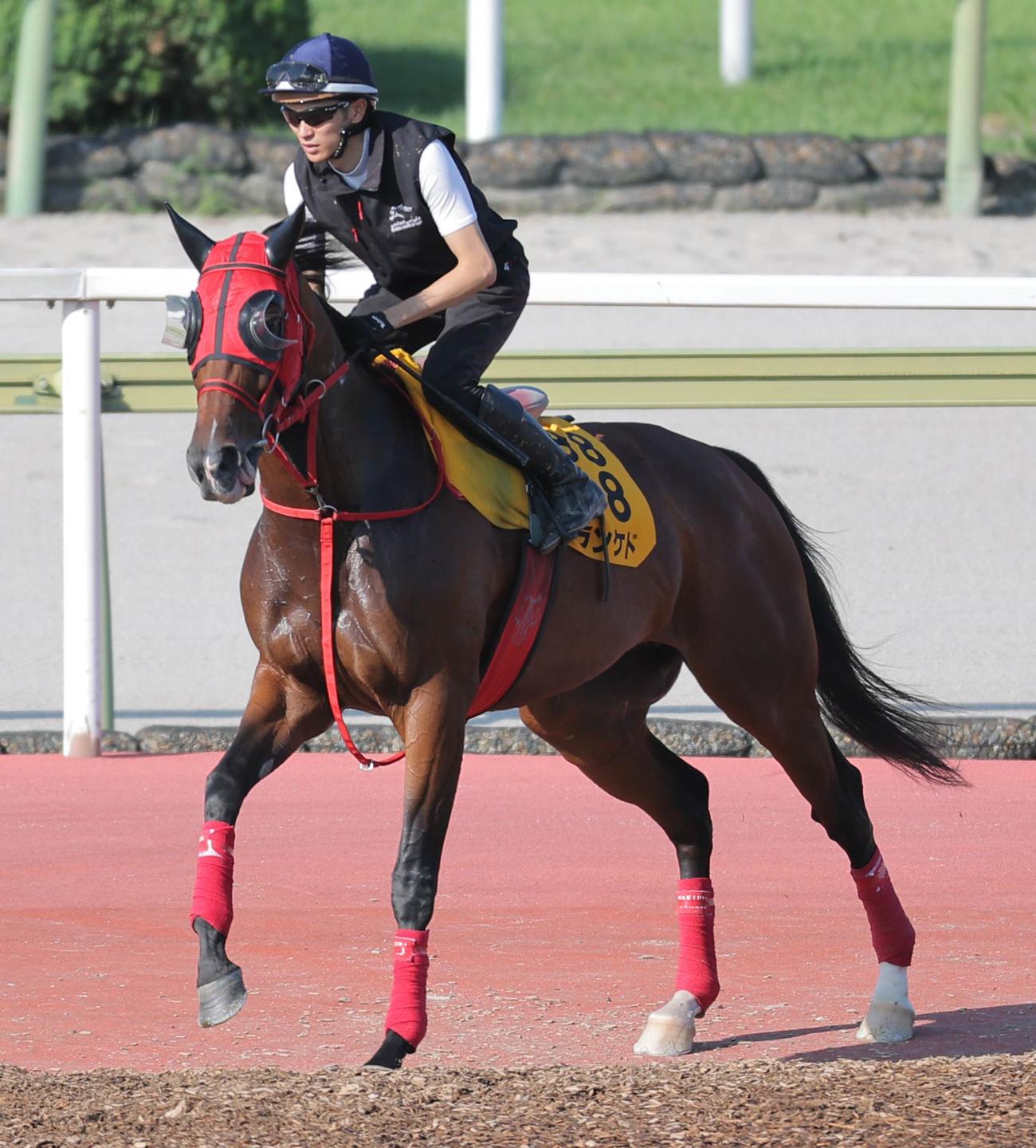 Cウッドを併せ馬で追い切ったシランケド