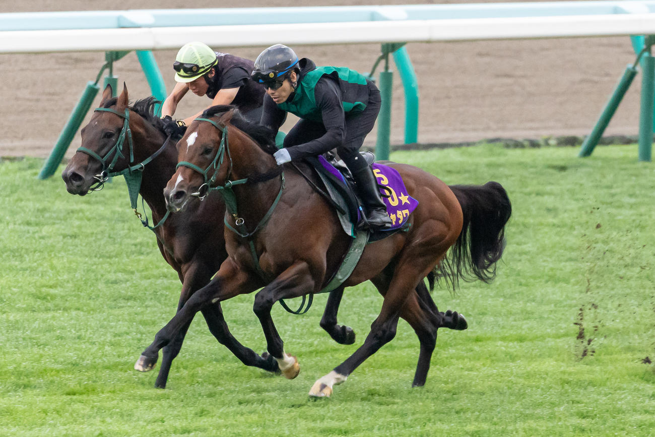 札幌芝コースで併せて追い切られるパンジャタワー（右）（撮影・村野早祐）