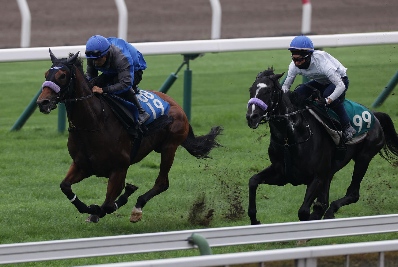 佐々木騎手を背に、函館芝コースで併せ馬で追い切られるカルロヴェローチェ（左）