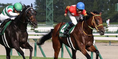 新潟記念を制したシンリョクカ(右)。左は2着セレシオン=2024年9月1日、新潟競馬場