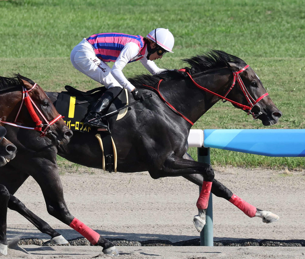 新潟11R、BSN賞を制したジャスパーロブストと丸山騎手（撮影・丹羽敏通）
