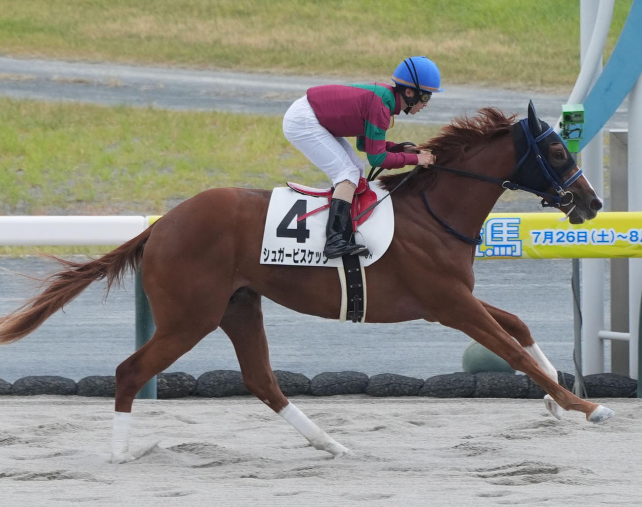 中京6R、新馬戦を逃げ切り勝ちしたシュガービスケッツ（撮影・森本幸一）
