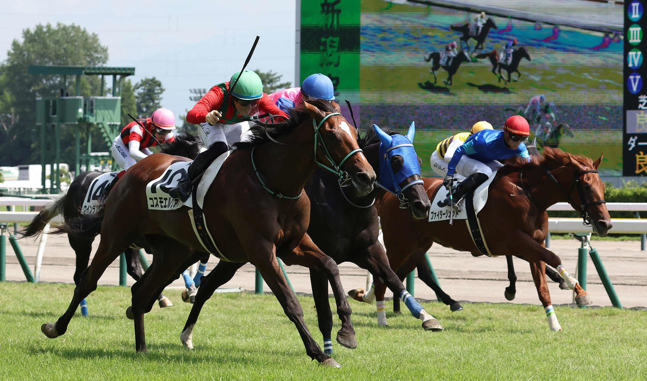 新潟5R、2歳新馬戦を制したコスモエルヴァルと原騎手（手前）（撮影・丹羽敏通）