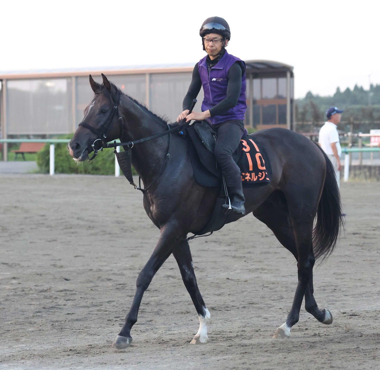 無敗馬エネルジコが秋に向けて始動する
