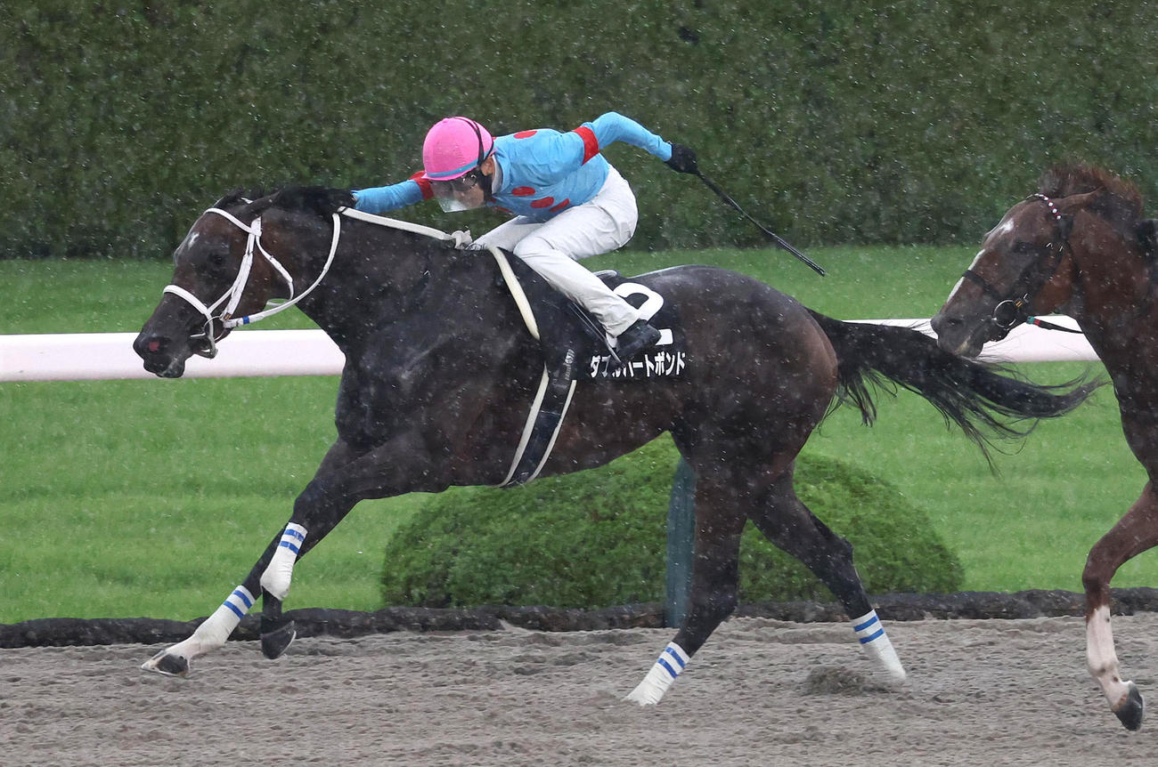 無傷の5連勝で三宮Sを制したダブルハートボンド（2025年6月14日撮影）