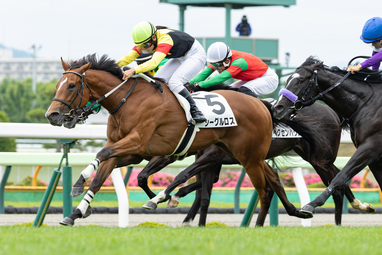 2歳未勝利戦を制するシーグルロス（2025年6月29日撮影）