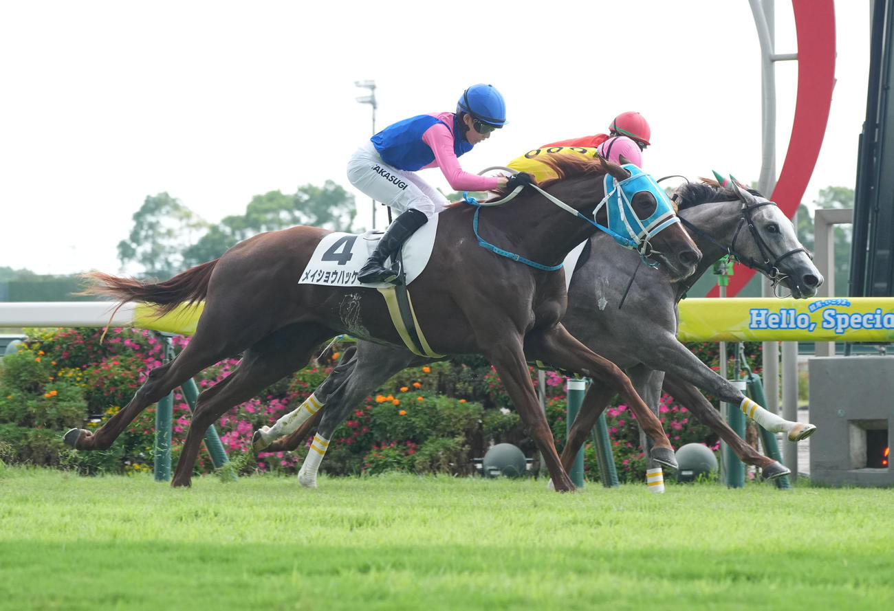2歳未勝利戦1着のメイショウハッケイ（2025年8月23日撮影）