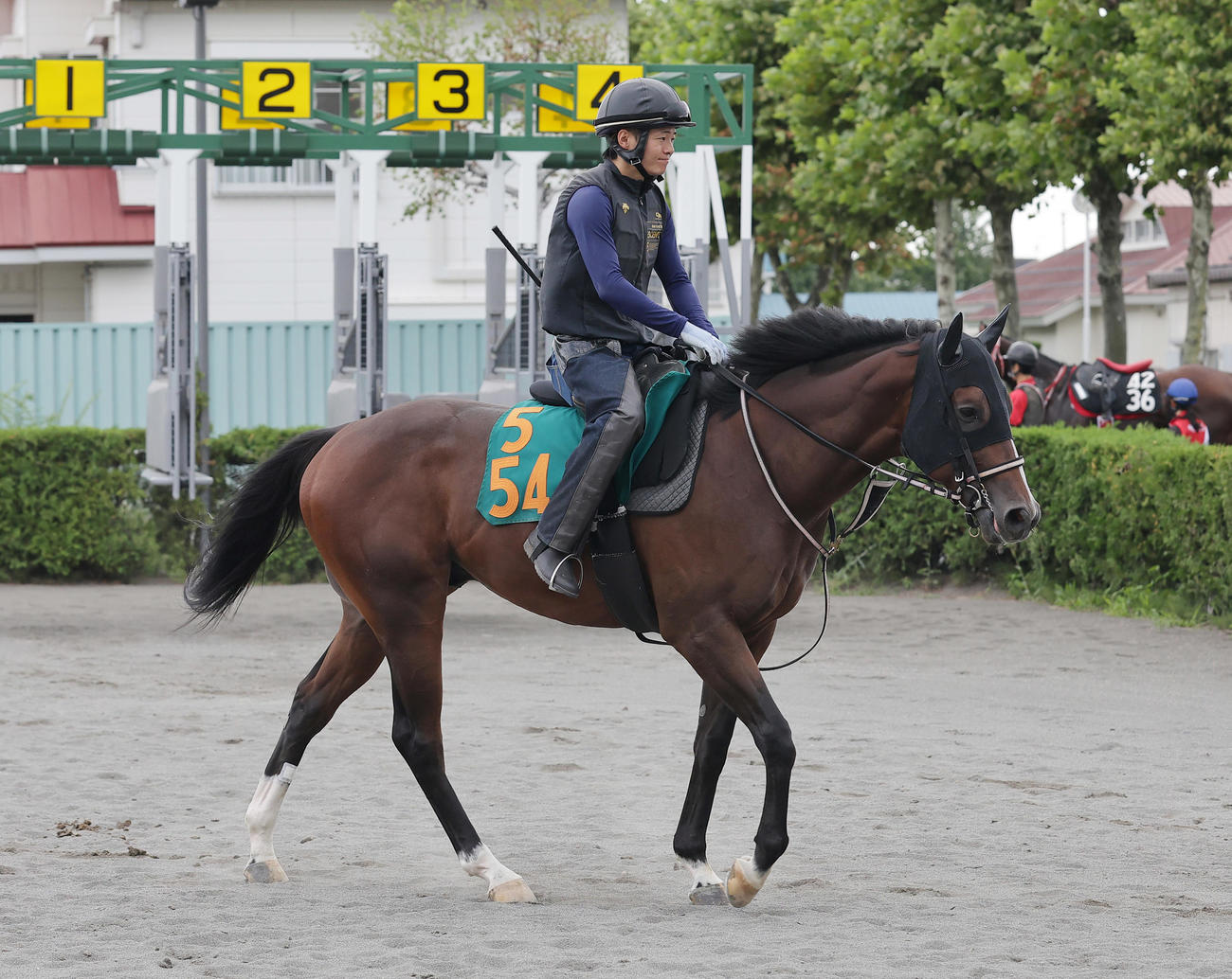 札幌競馬場で調整するウチュウノセカイ