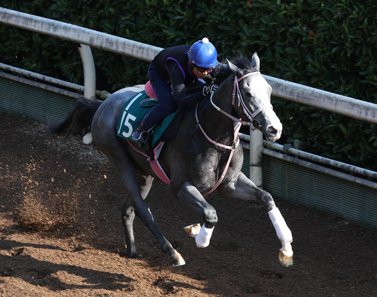 20日、坂路を併せ馬で追い切るキャンディード