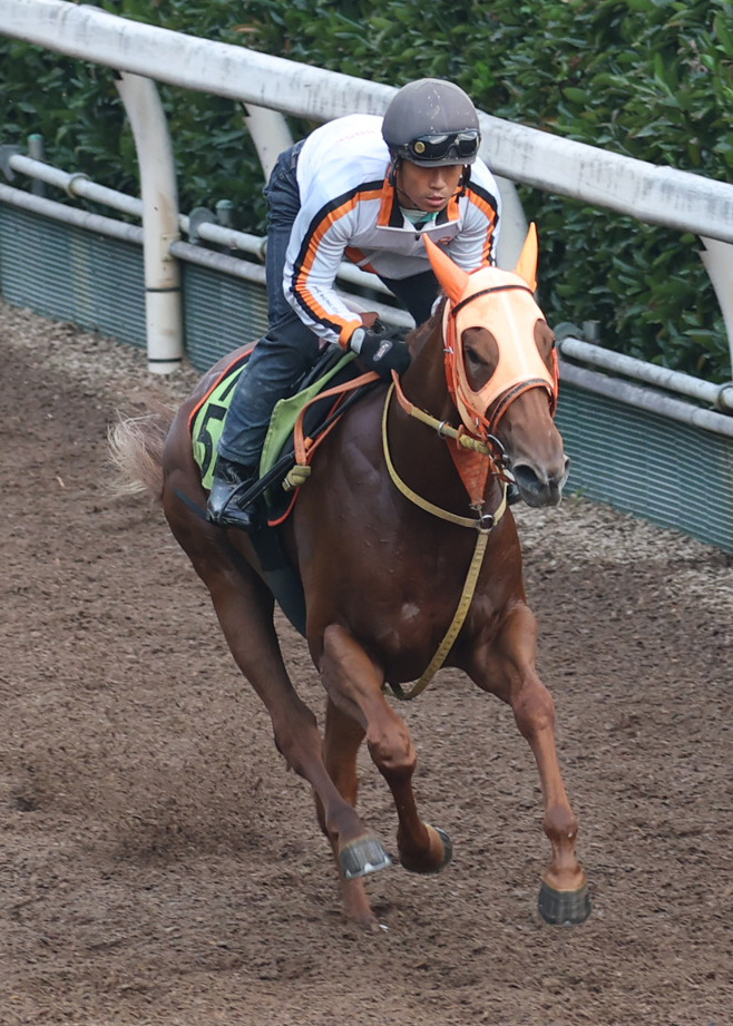 坂路で追い切るスターアニス