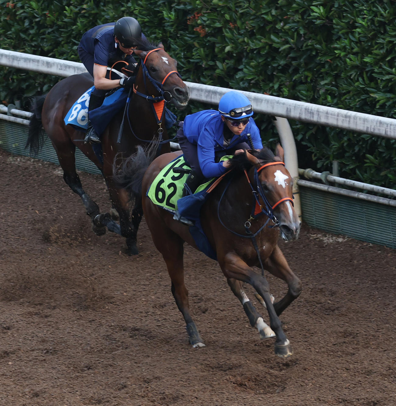 西塚騎手を背に坂路を併せ馬で追い切るコラルリーフ（手前）　