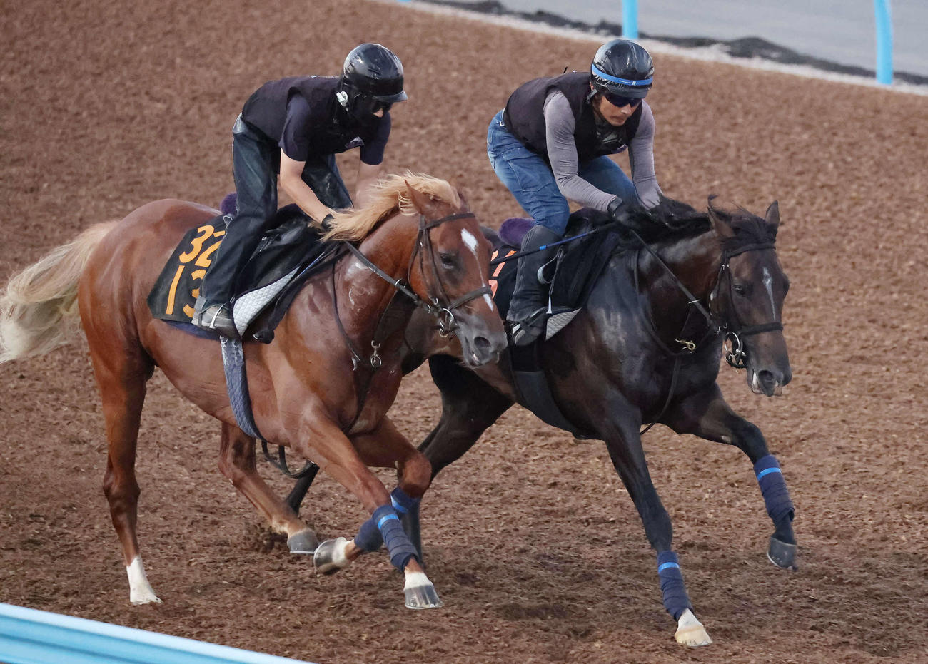 エネルジコ（右）は美浦ウッドでグランジョルノと併せて追い切られた（撮影・丹羽敏通）