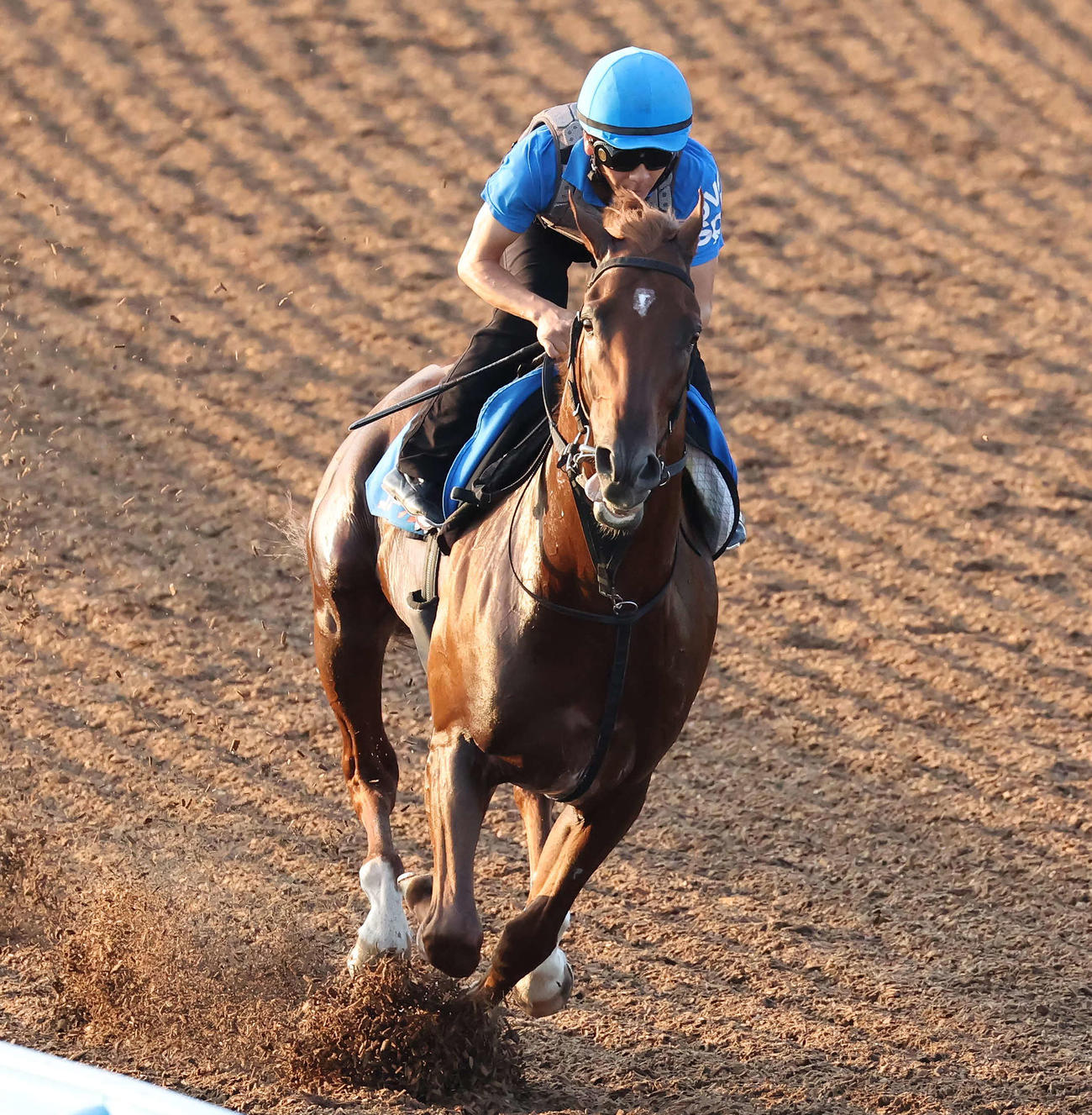 柴田大騎手を背に美浦ウッドを単走で追い切られたコスモフリーゲン（撮影・丹羽敏通）
