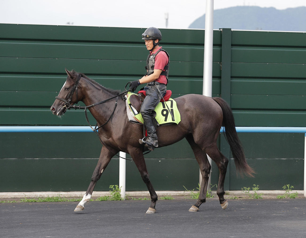函館競馬場で調整するヴィスコンテッサ