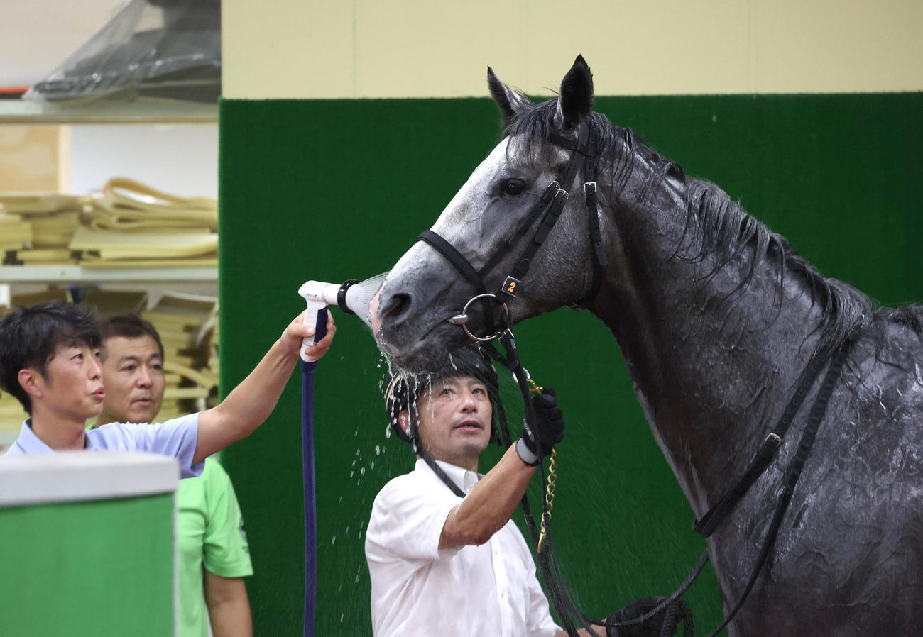 中京5R、シャワーを浴びる新馬戦を制したサトノアイボリー（撮影・白石智彦）
