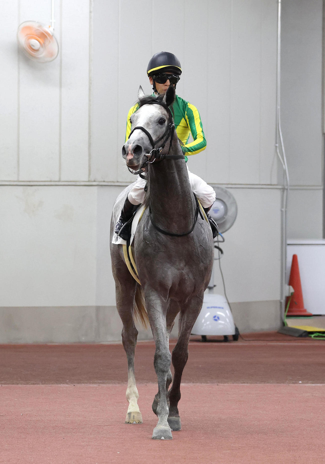 中京5R、新馬戦を制したサトノアイボリー（撮影・白石智彦）