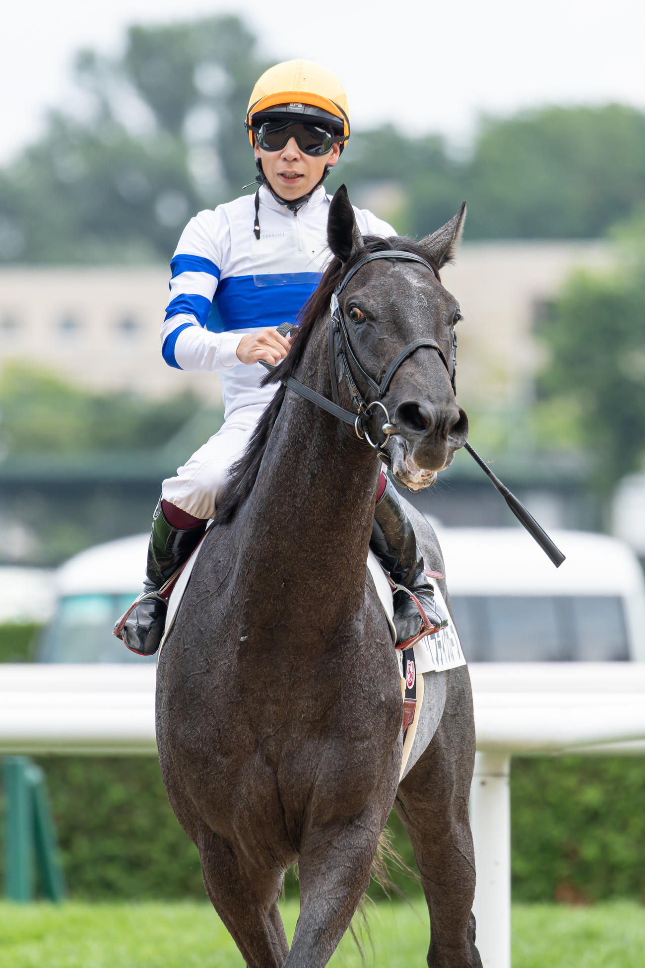 札幌5R、デビュー戦を制したエリプティクカーブと横山武騎手（撮影・村野早祐）
