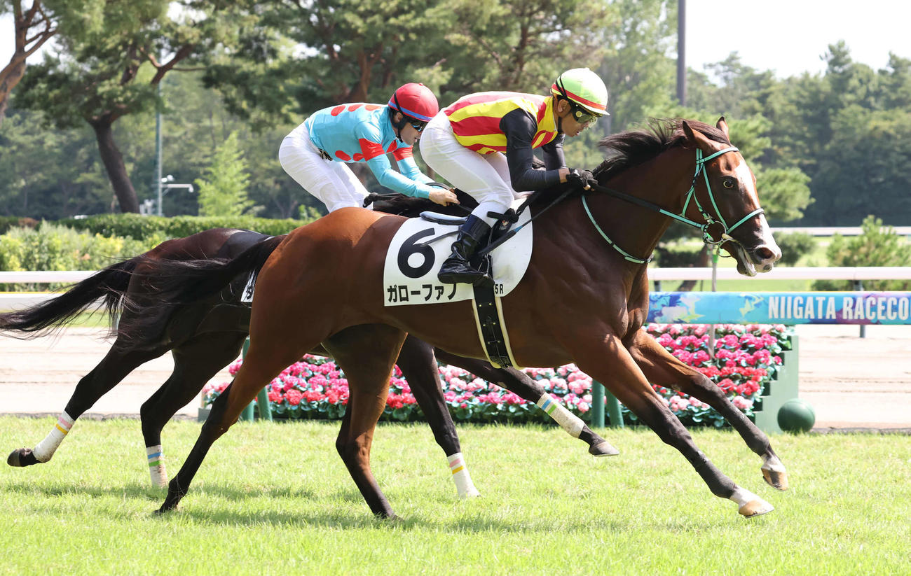 新潟5R、2歳新馬戦を制したガローファノと戸崎騎手（手前）（撮影・丹羽敏通）