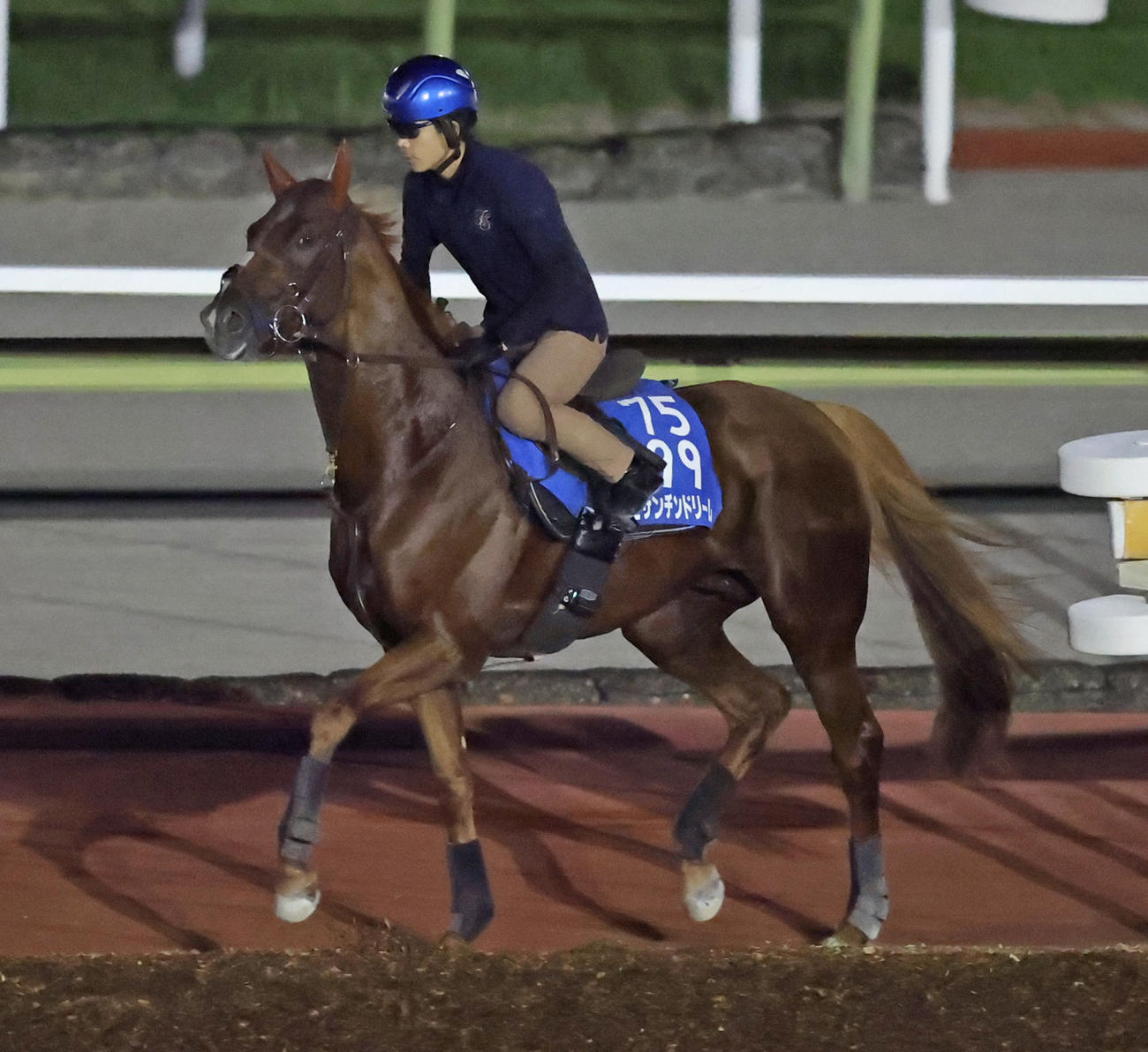 27日国内最終追いを行ったビザンチンドリーム