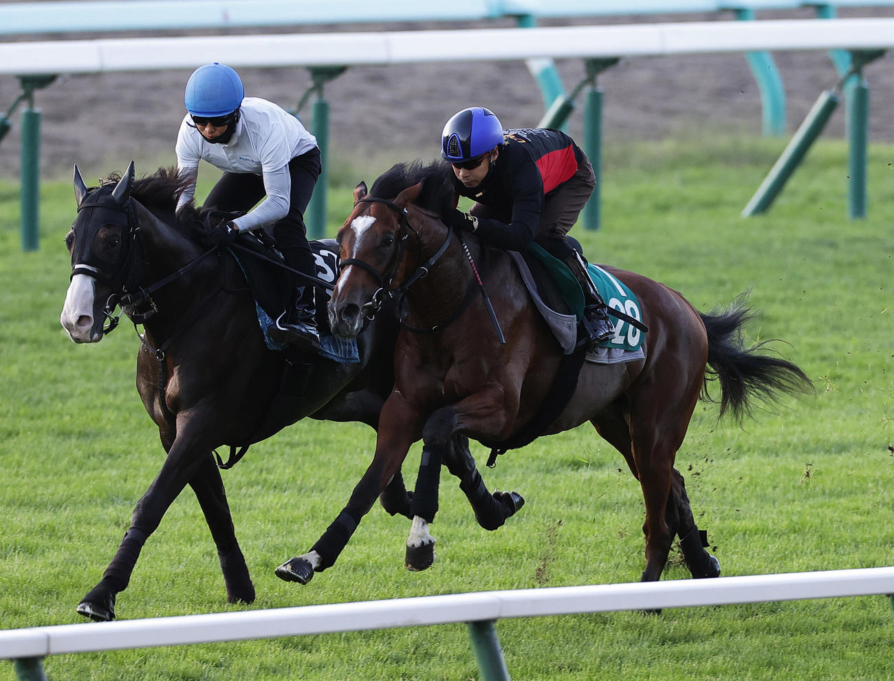 池添謙一騎手を背に、札幌芝コースで併せ馬で併追い切られるショウナンガルフ（右）