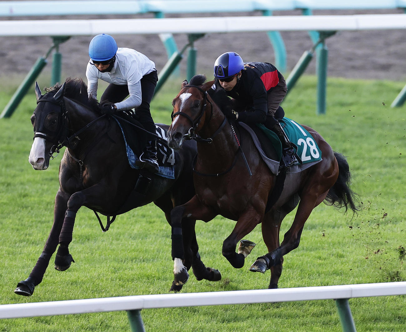 池添謙一騎手を背に、札幌芝コースで併せ馬で併追い切られるショウナンガルフ（右）