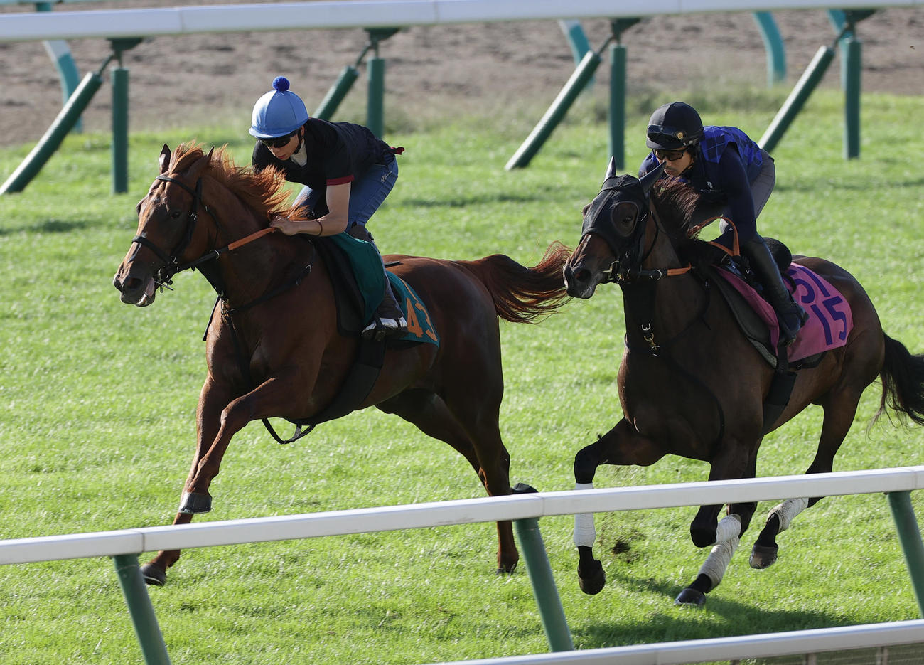 横山武史騎手を背に、札幌芝コースで併せ馬で併追い切られるジャスティンシカゴ（左）