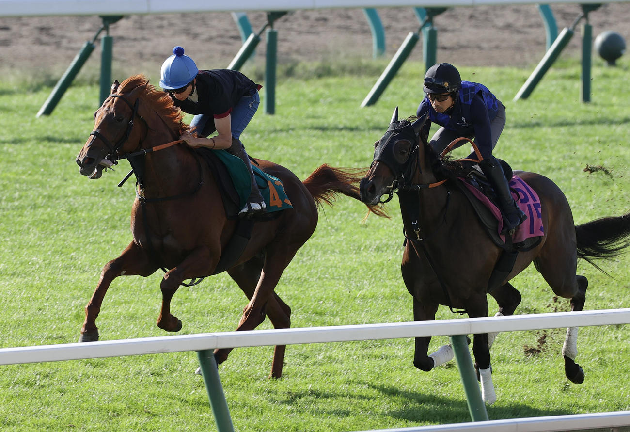 横山武史騎手を背に、札幌芝コースで併せ馬で併追い切られるジャスティンシカゴ（左）