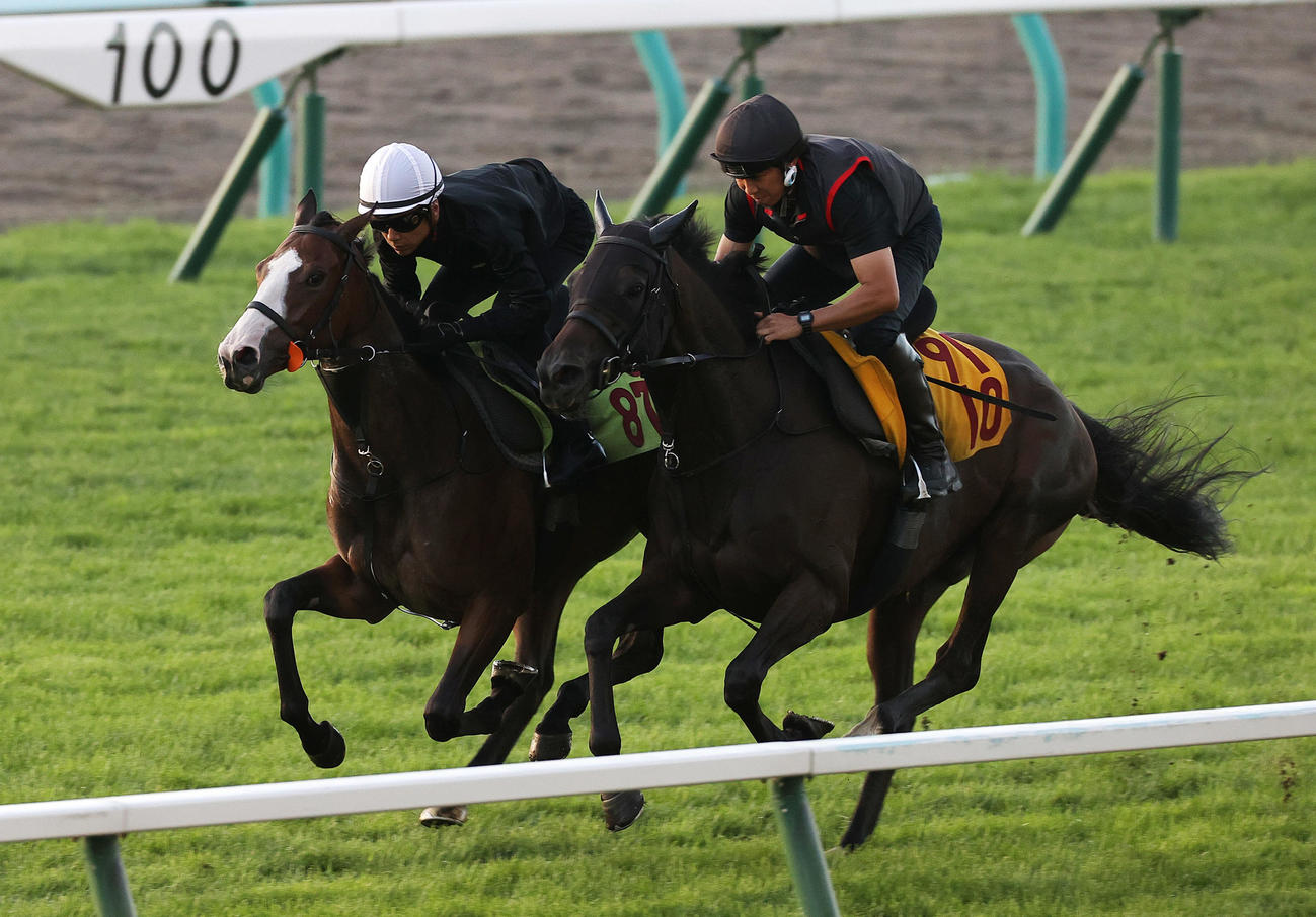 石橋脩騎手を背に、札幌芝コースで併せ馬で併追い切られるオブラプリーマ（左）