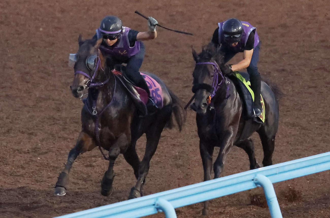 ジョスラン（左）は美浦ウッドでサンセリテと併せて追い切られた（撮影・丹羽敏通）