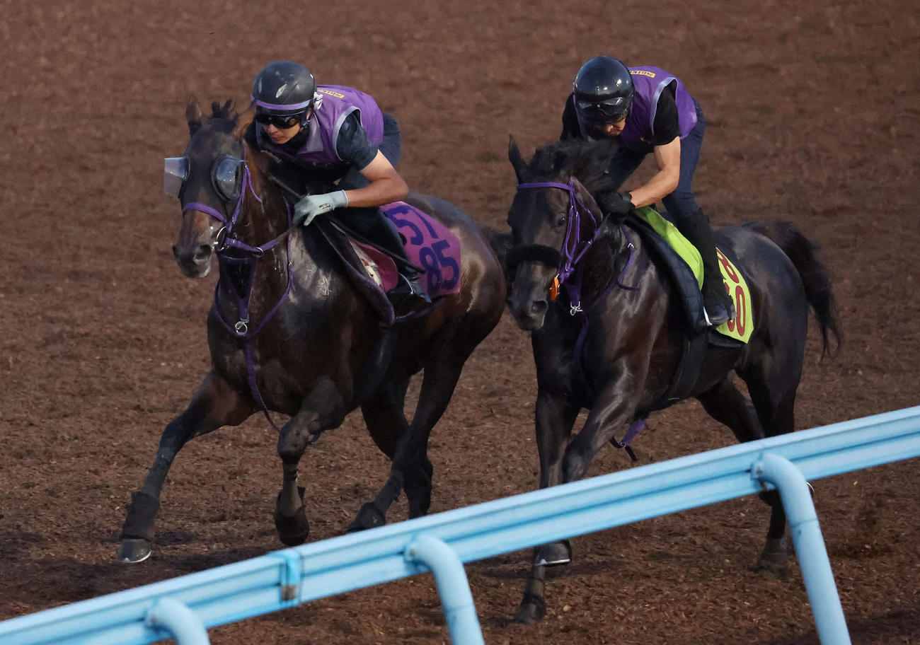 ジョスラン（左）は美浦ウッドでサンセリテと併せて追い切られた（撮影・丹羽敏通）