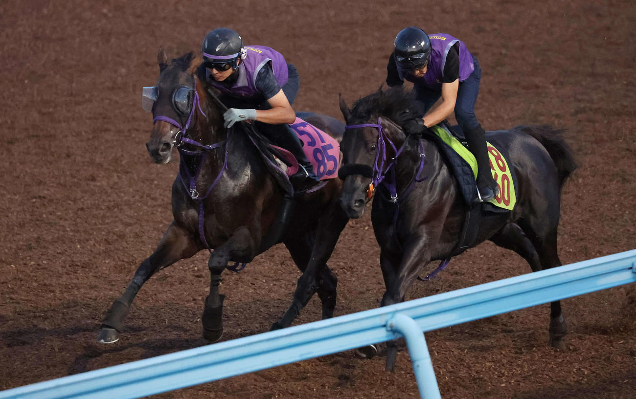 ジョスラン（左）は美浦ウッドでサンセリテと併せて追い切られた（撮影・丹羽敏通）