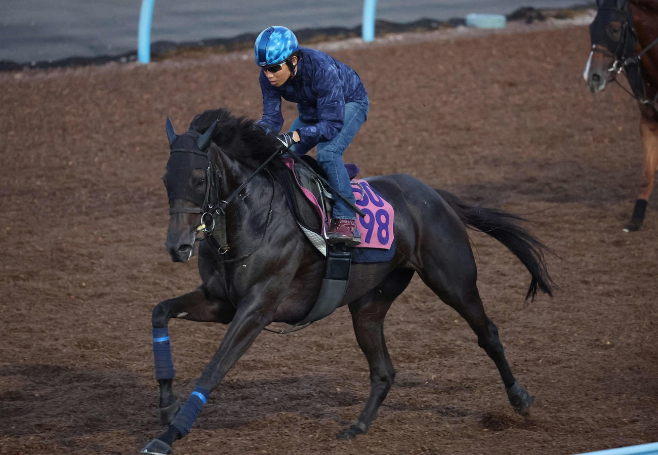 田辺騎手を背に美浦ウッドを単走で追い切られたエストゥペンダ（撮影・丹羽敏通）