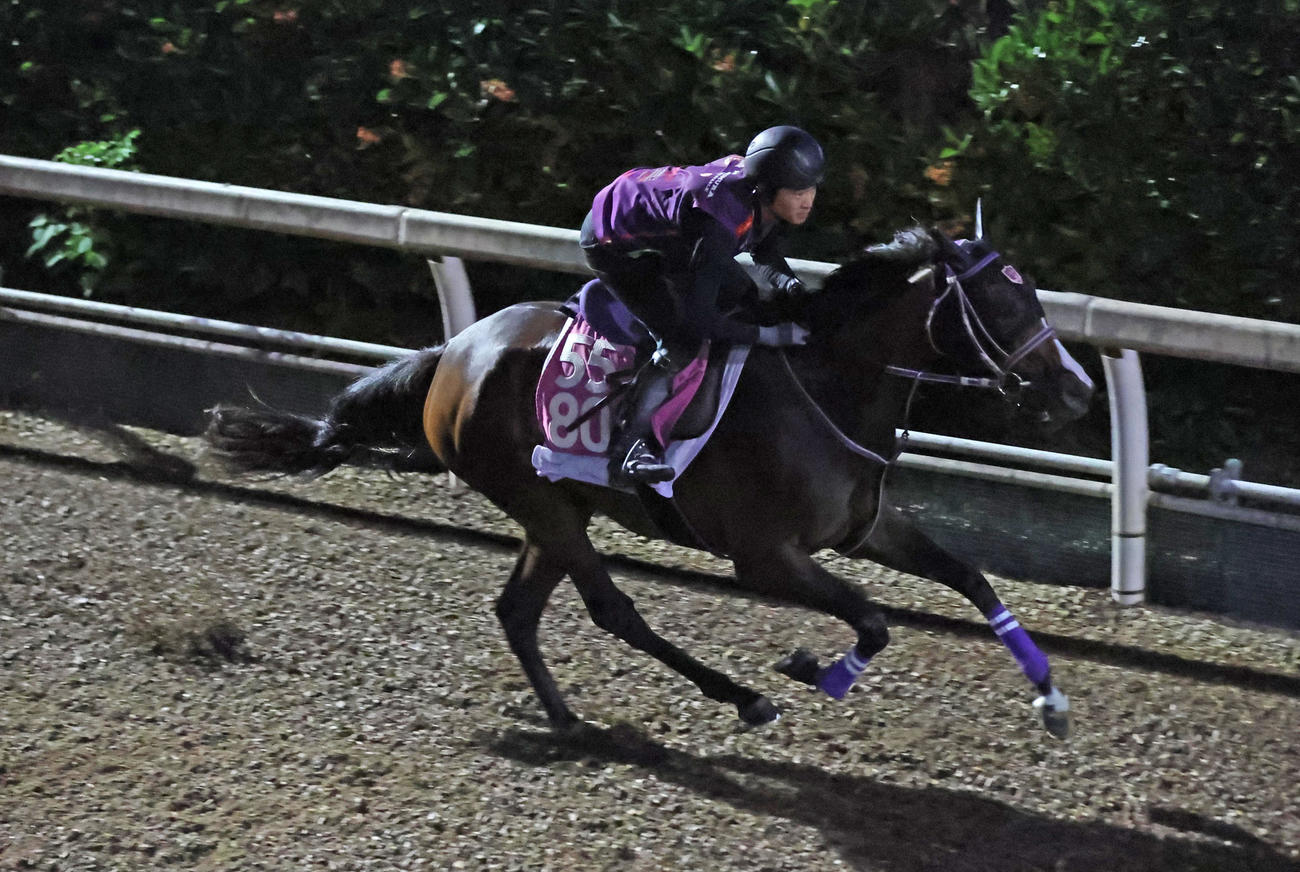 坂路を単走で追い切るリンクスティップ