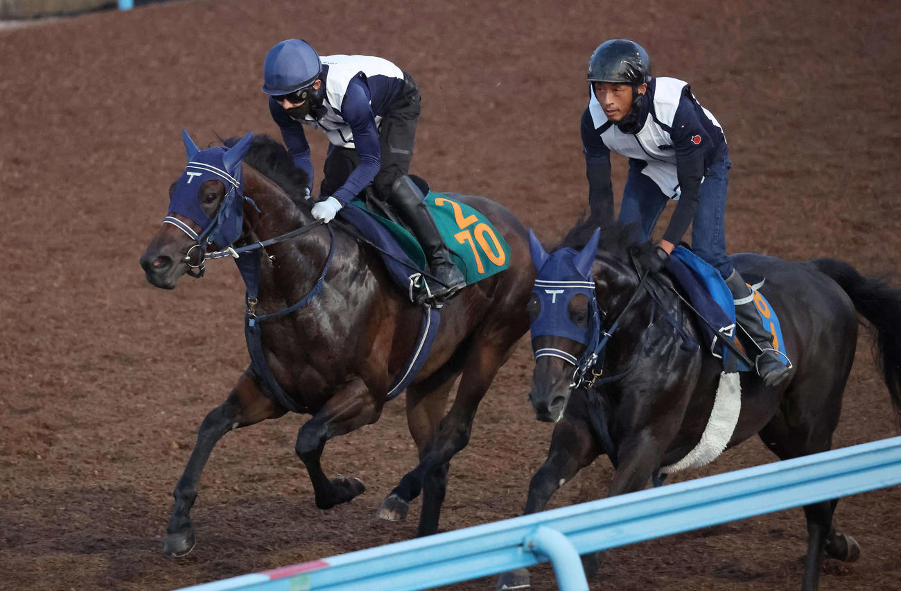 ソラネルマン（左）は嶋田騎手を背に美浦ウッドでレッドアーバインと併せて追い切られた（撮影・丹羽敏通）
