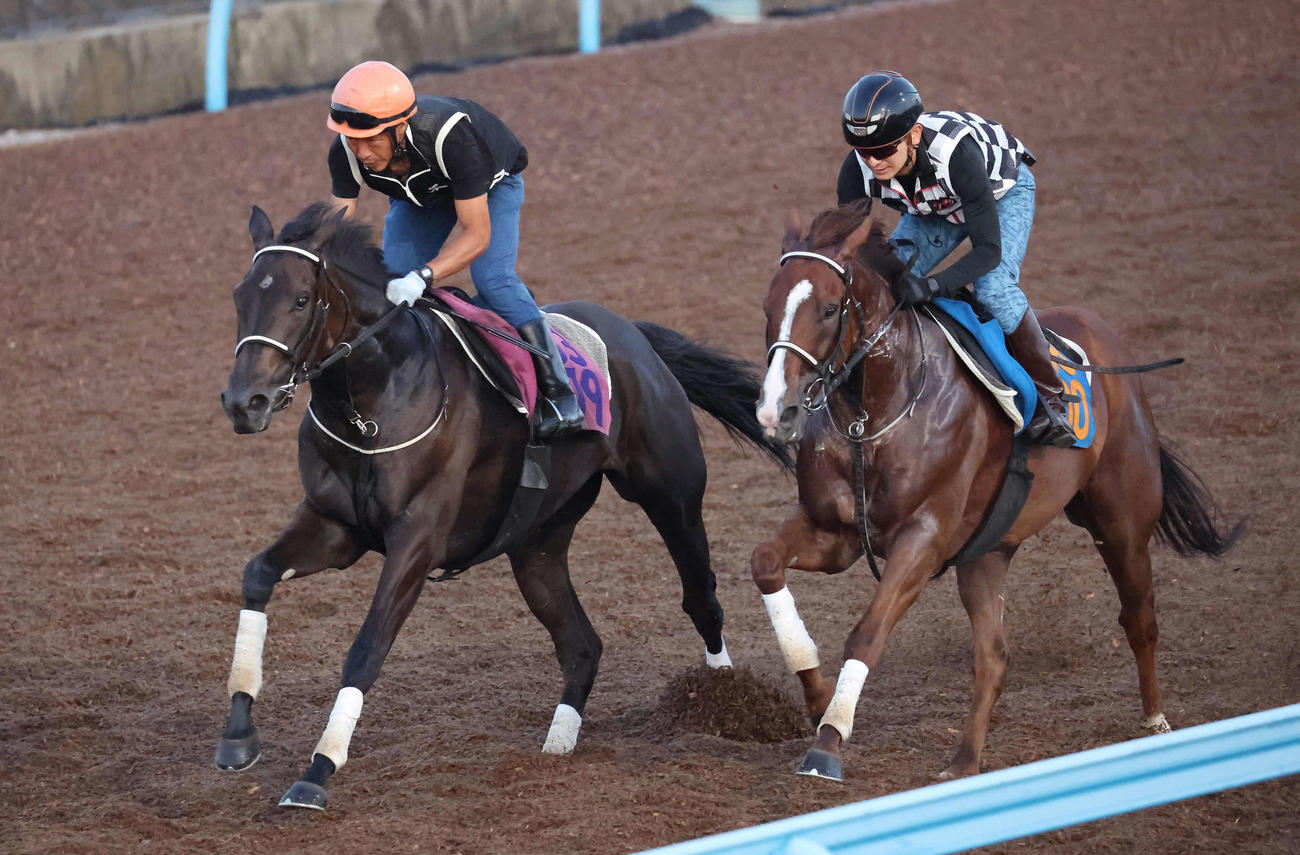 テリオスララ（左）は美浦ウッドでグラニットピークと併せて追い切られた（撮影・丹羽敏通）