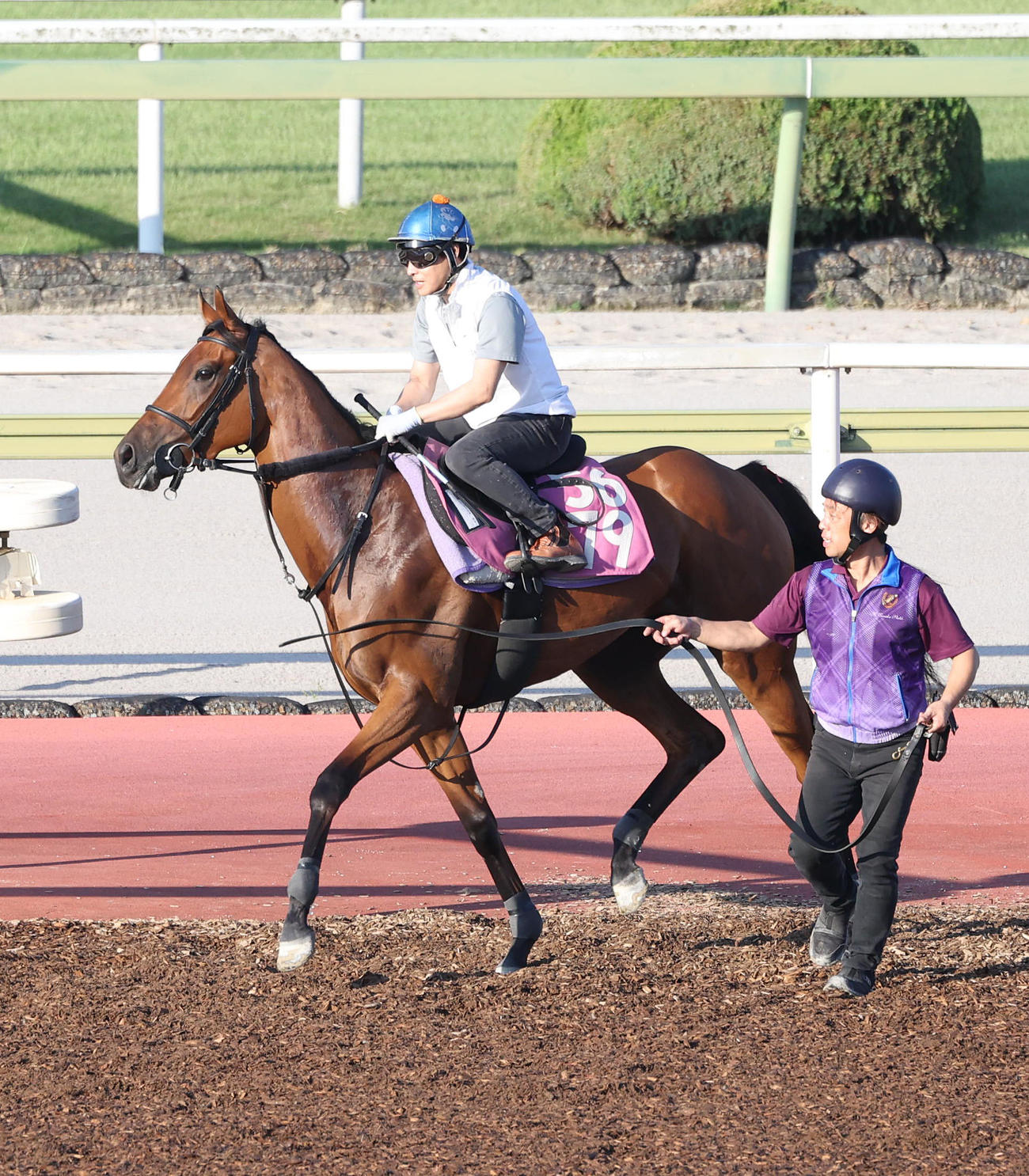 吉田隼騎手を背に馬場入りするサヴォンリンナ（撮影・白石智彦）