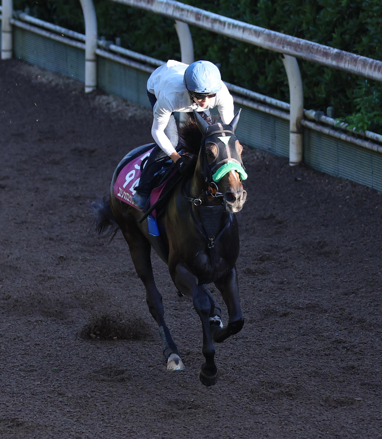 坂路を単走で追い切るエリカエクスプレス
