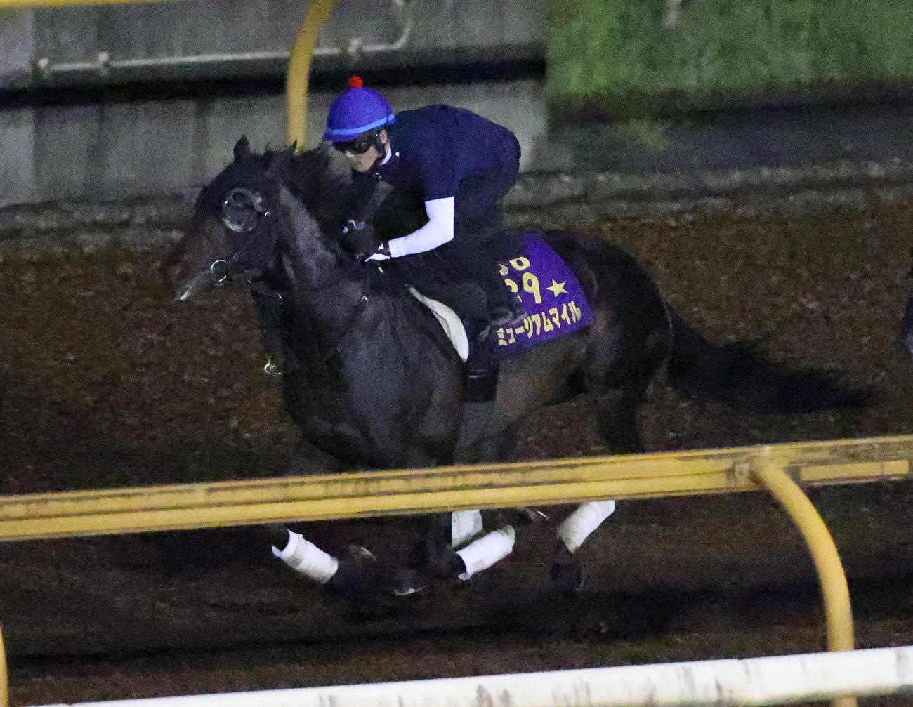 戸崎圭太騎手を背にCウッドを併せ馬で追い切られるミュージアムマイル