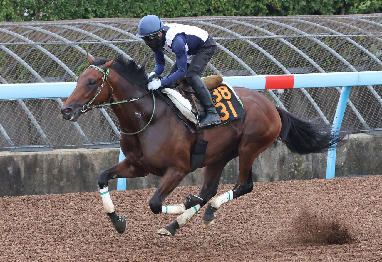 レッドバンデは嶋田騎手を背に美浦ウッドで追い切られた（撮影・丹羽敏通）