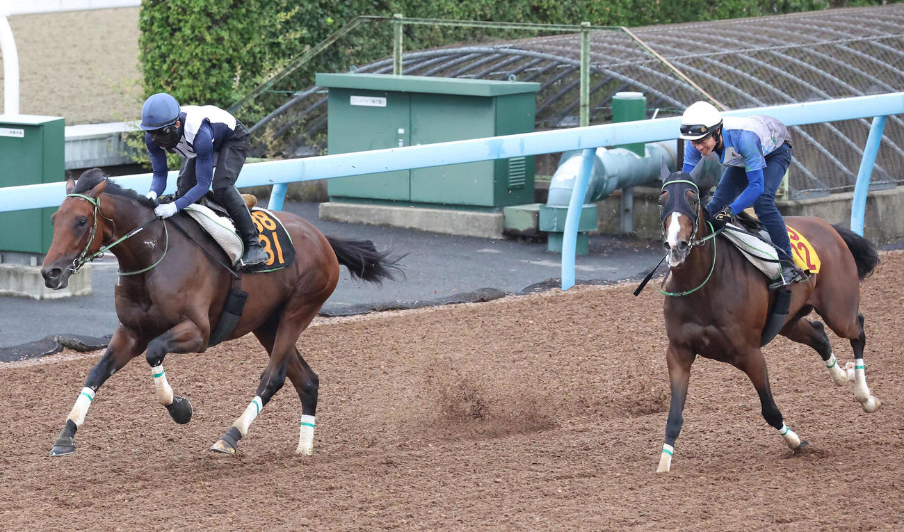 レッドバンデ（左）は嶋田騎手を背に美浦ウッドでレイククレセントらと併せて追い切られた（撮影・丹羽敏通）